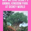 Why We Love Disney's Animal Kingdom Theme Park at Walt Disney World