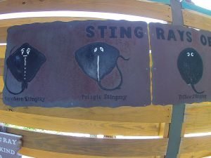 stingray castaway cay