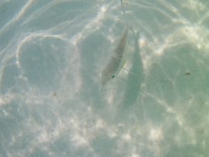 fish castaway cay