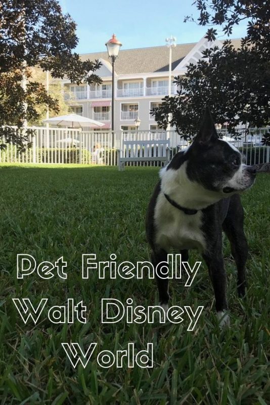 Did you know you can bring your pet to Walt Disney World? Find details here! #waltdisneyworld #petfriendly #dogfriendly #dog #pet #copley