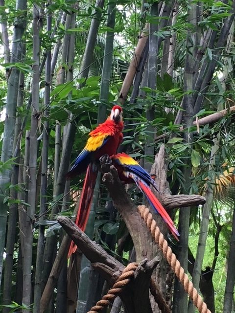 Walt Disney World Disney's Animal Kingdom Macaws attractions I skip