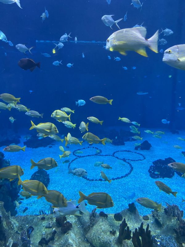 The Living Sea Aquarium Hidden Mickey Epcot Walt Disney World 